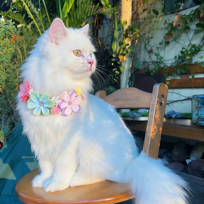 Muhteşem Renkli Çiçek Pet Yaka - Photography Basic incelemesi ve fiyatı