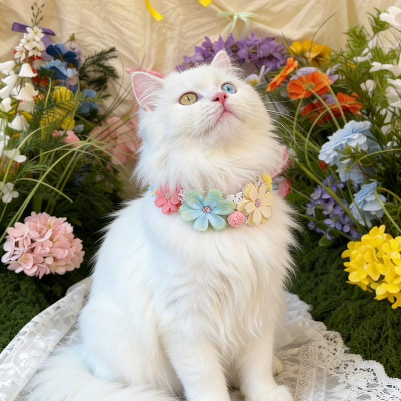 Muhteşem Renkli Çiçek Pet Yaka - Photography Basic incelemesi ve fiyatı